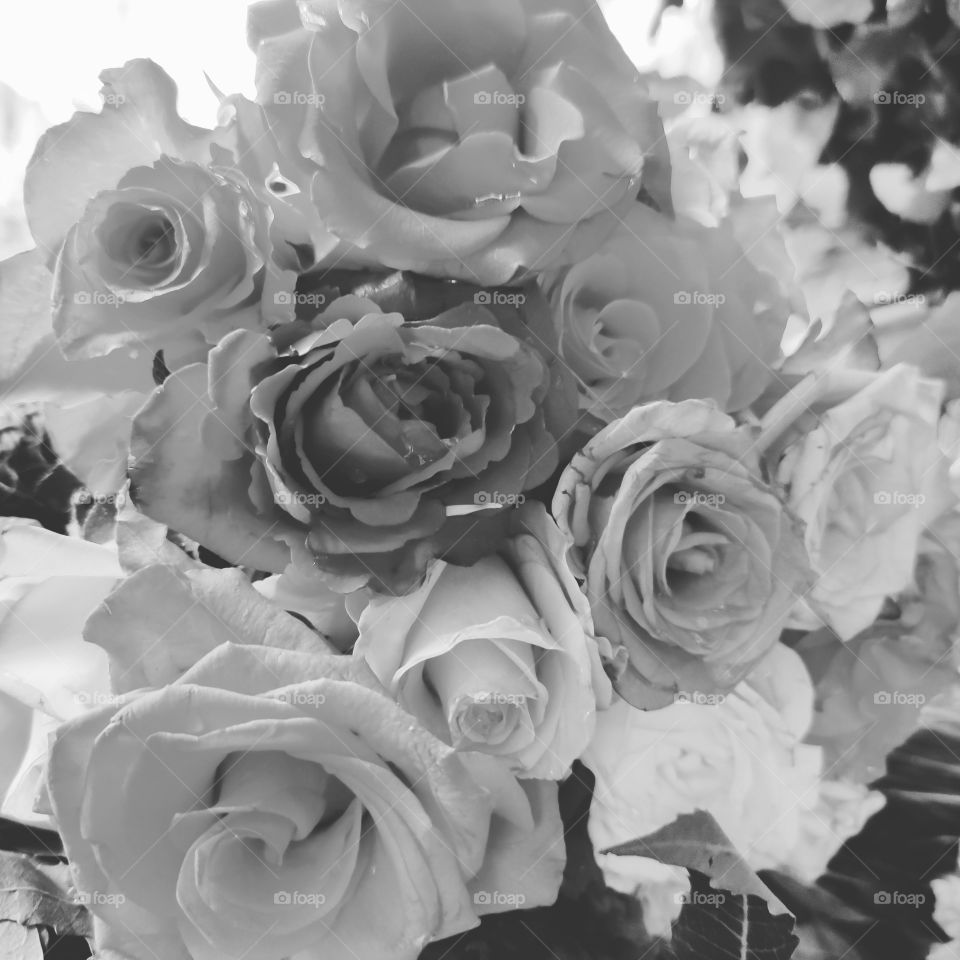 Cluster of roses - black and white