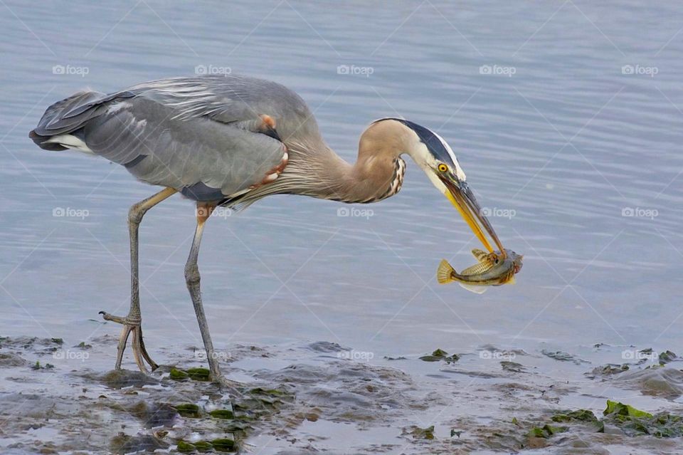 Great Blue Heron spearing a fish