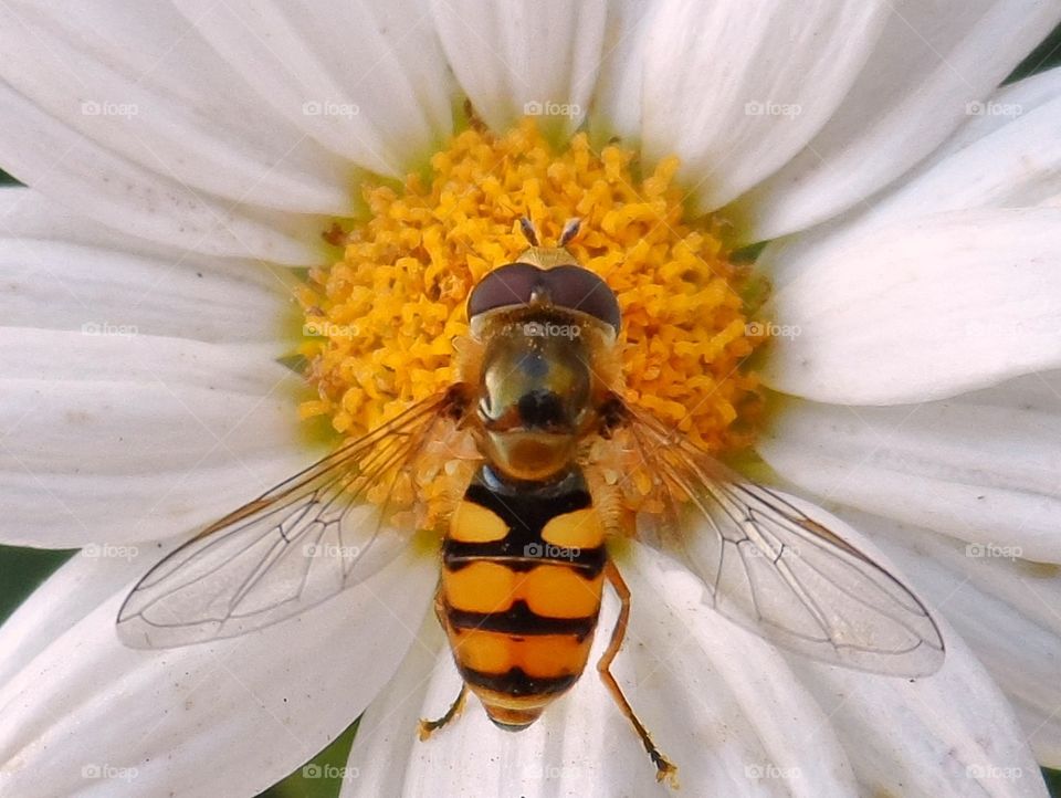 Hoverfly has landed. I'm no wasp, but my eyes are watching you
