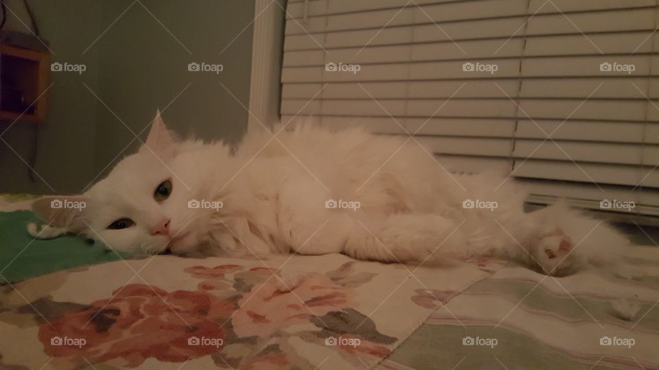 Cat, Mammal, Bed, Kitten, Sleep