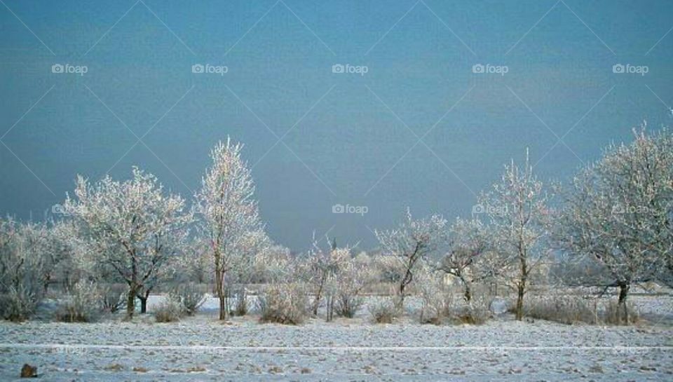 frosted trees