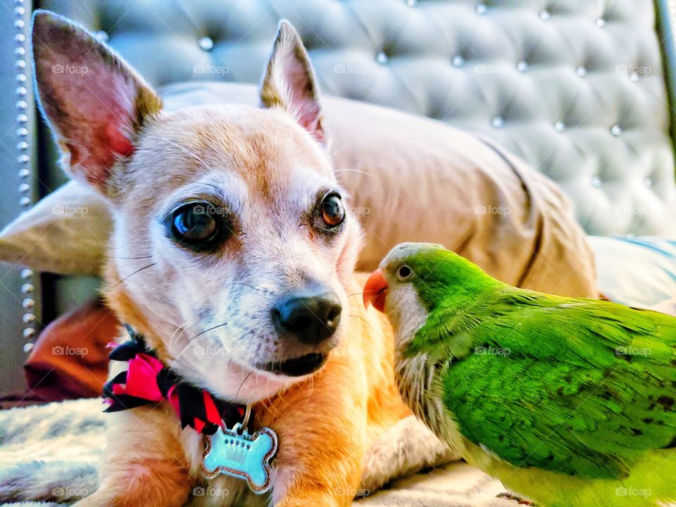 Chihuahua Quaker Parrot Family Love Odd Couple