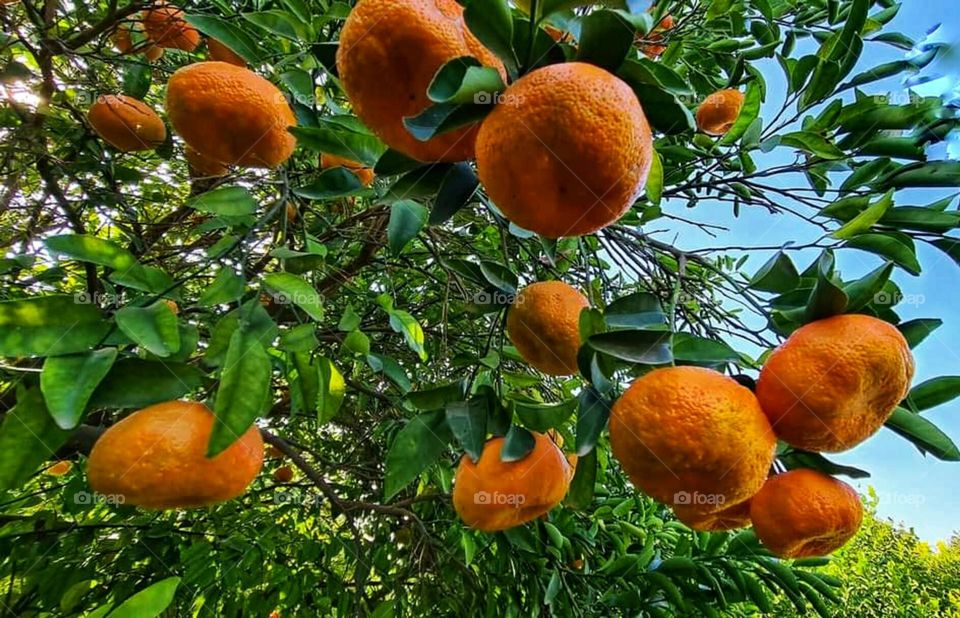 Citrus trees & Clementine