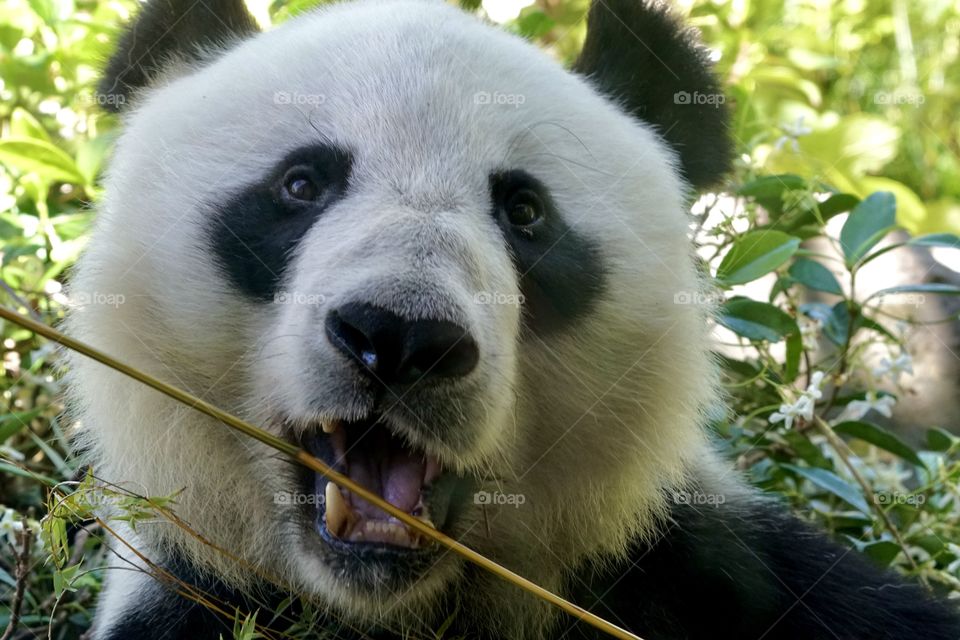 Giant Panda eating bamboo looking at the camera mouth open