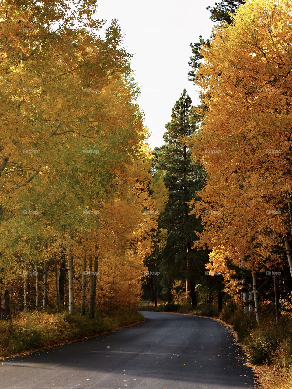 A Central Oregon country back road through beautiful aspen trees that have leaves of gold from the fall. 
