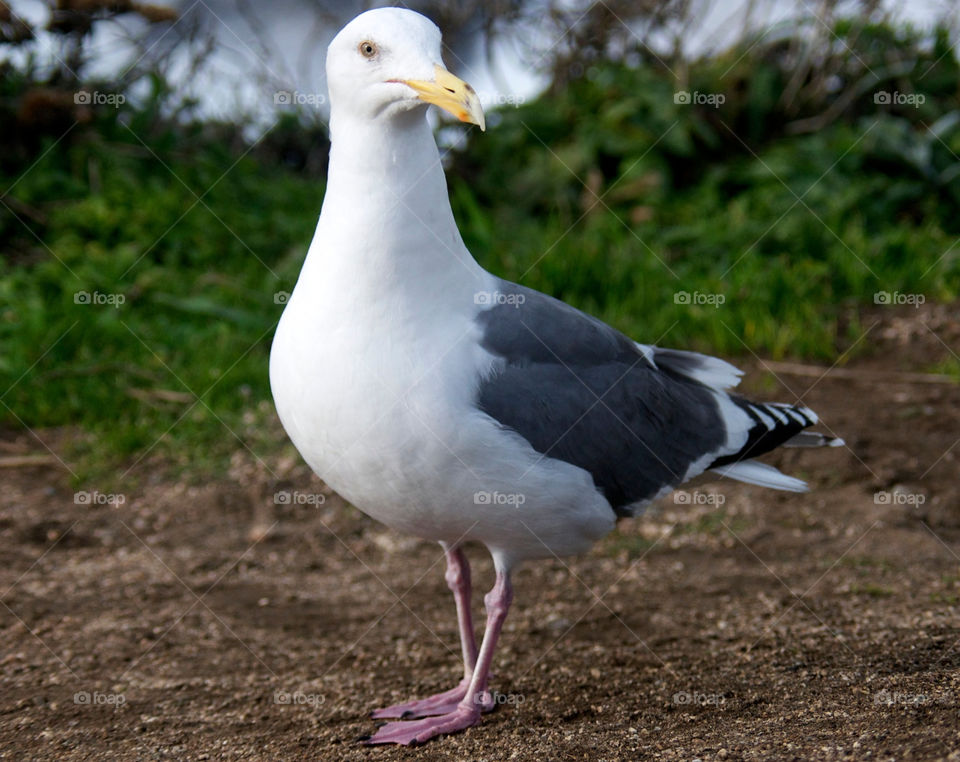 ocean italy close bird by stephenkirsh