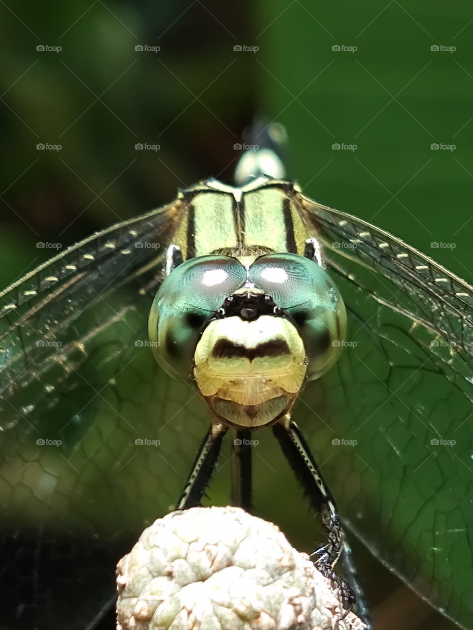 green dragonfly eyes