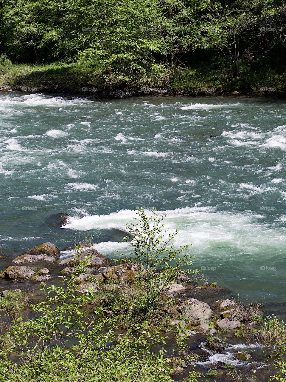 The Umpqua River in Southwestern Oregon rushing along its tree and bush covered banks on a beautiful sunny spring day. 