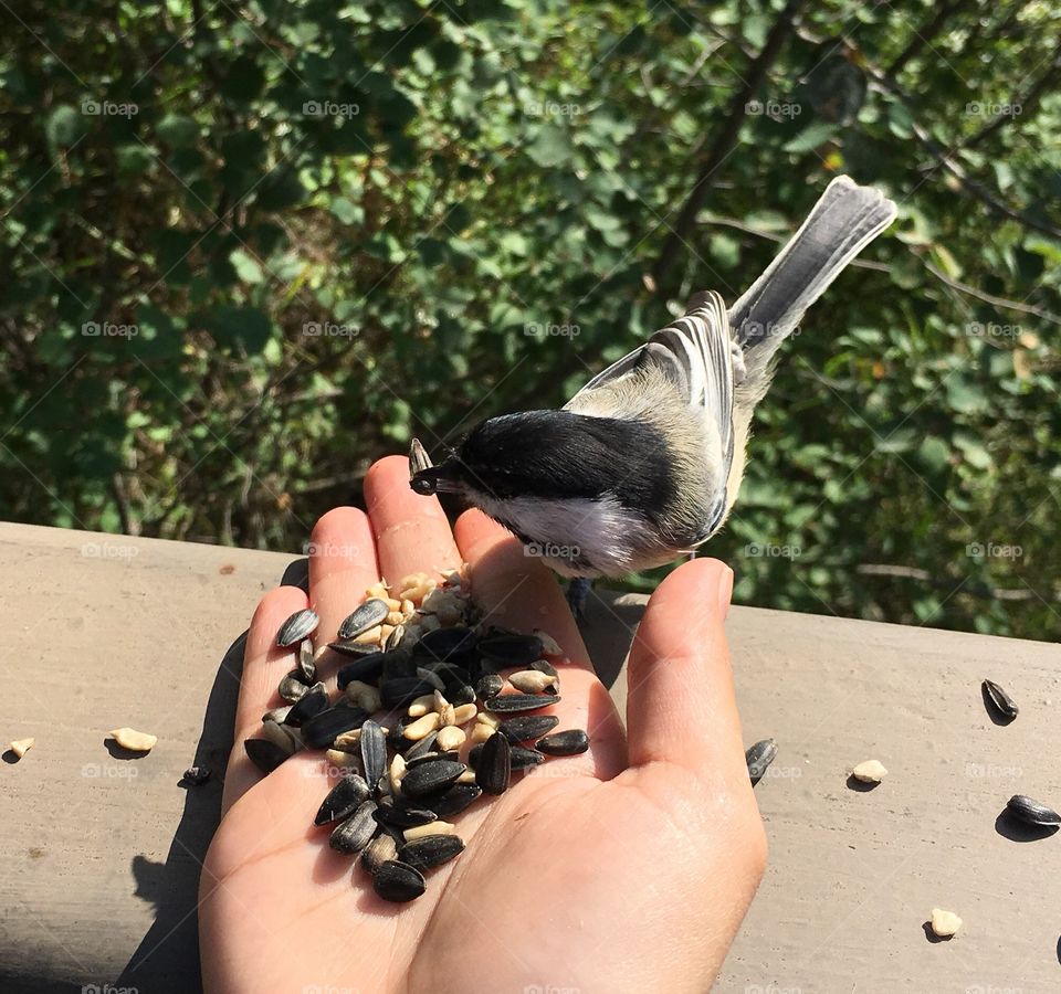 Bird, Nature, People, Outdoors, Tree