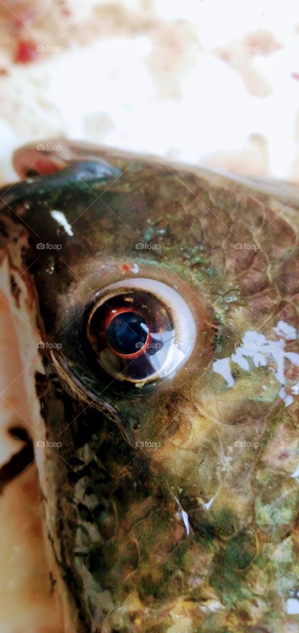 Tilapia fish eye