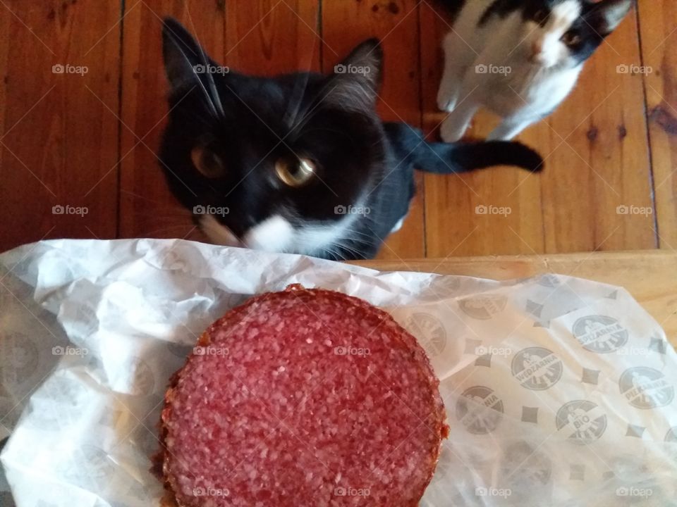 Cats stealing salami.