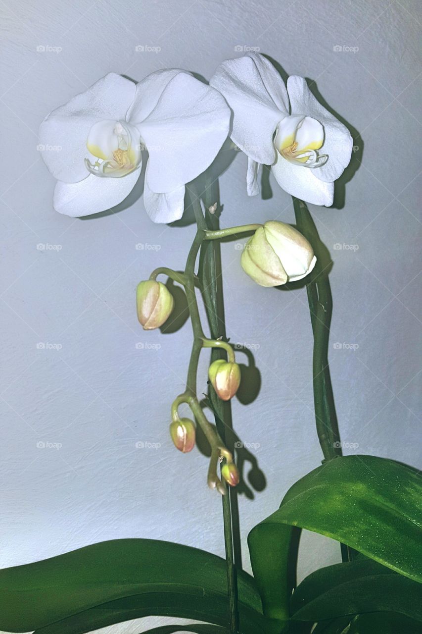 white orchids in spring