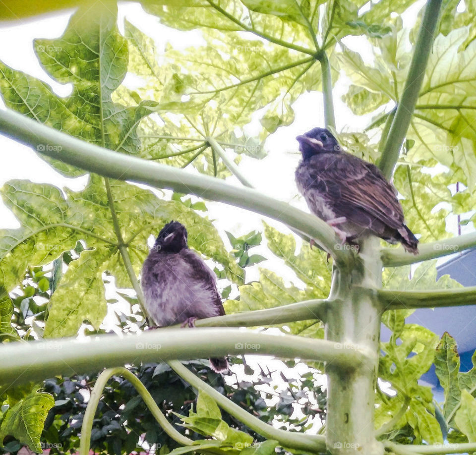 Two birds perching on branch