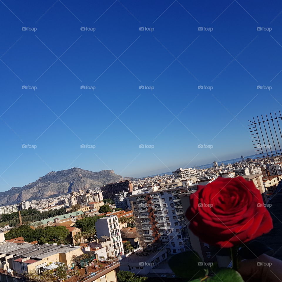Palermo with rose