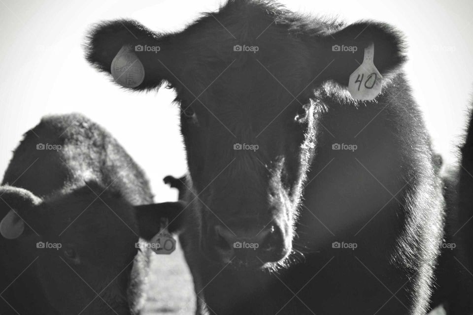 Dark Cows