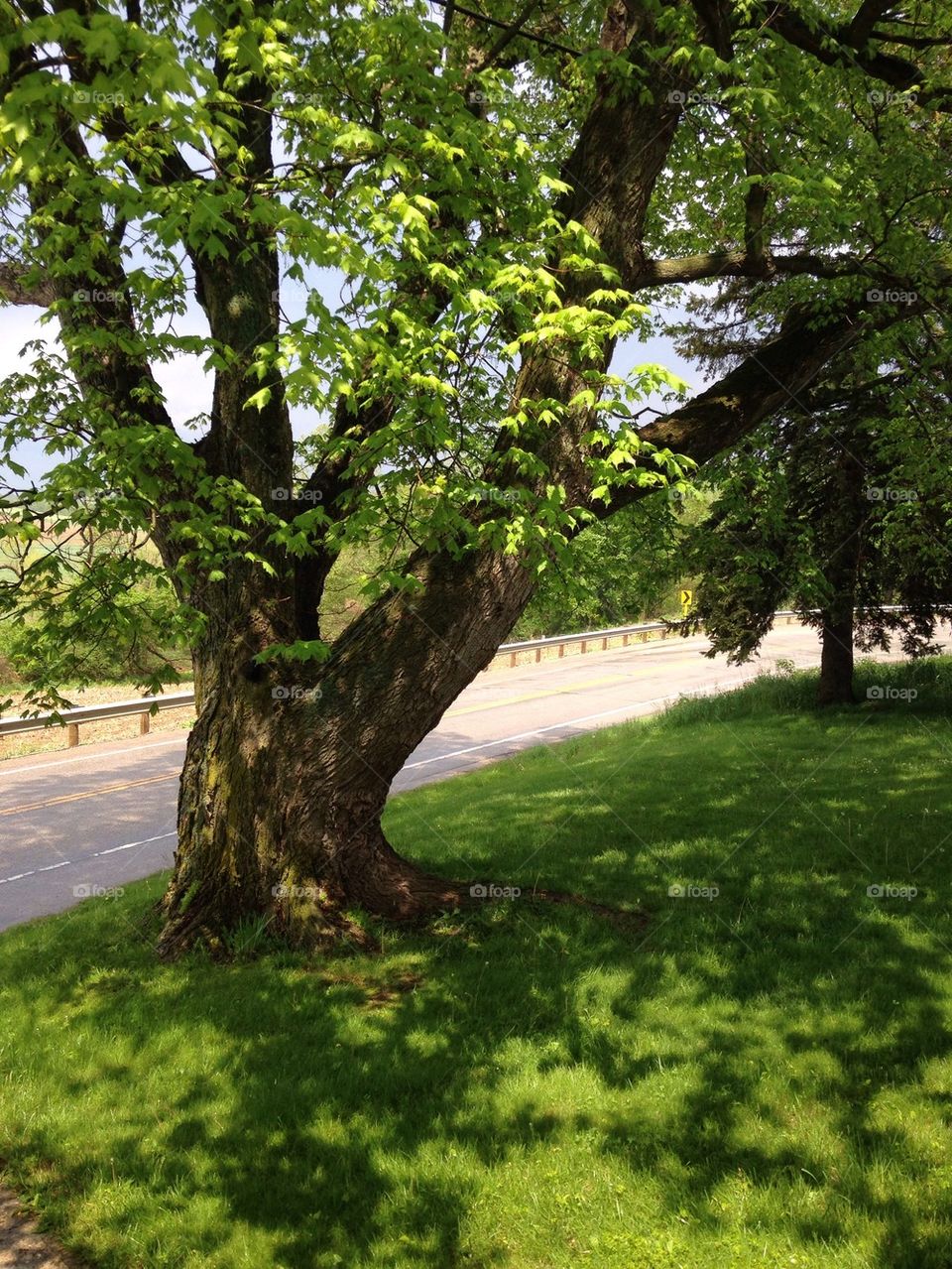 Oak tree shade