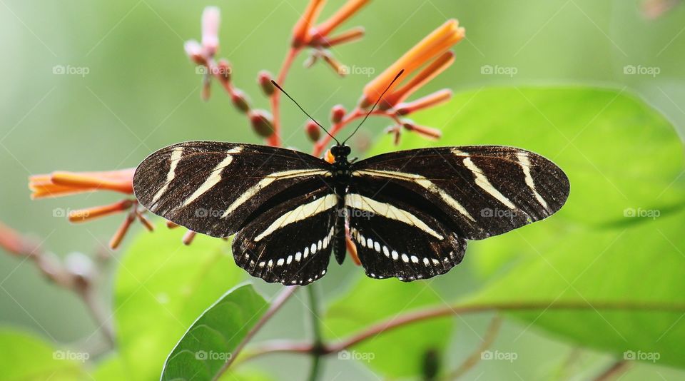 Butterfly on orange flowers