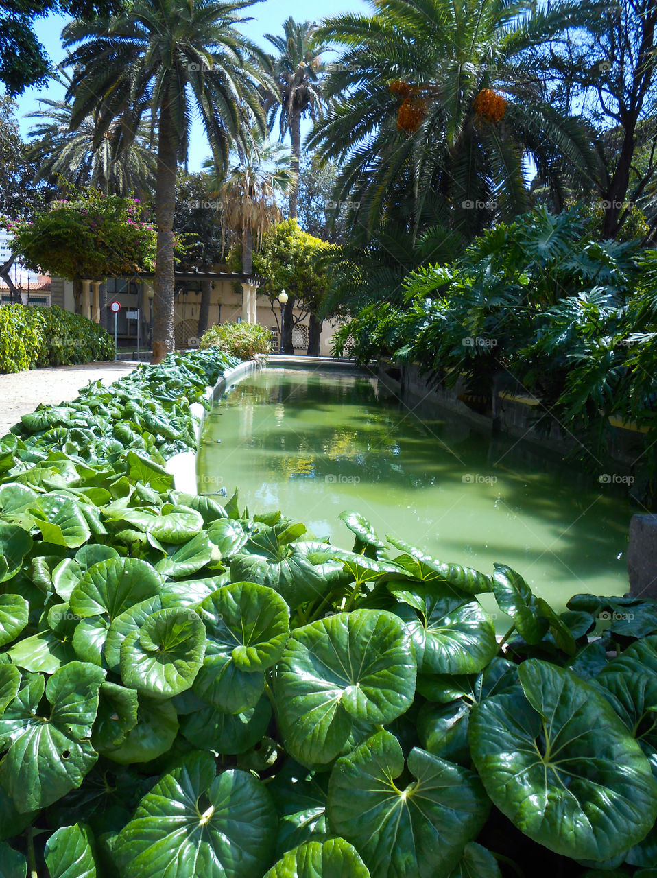 Green and lush vegetation surrounding a pond