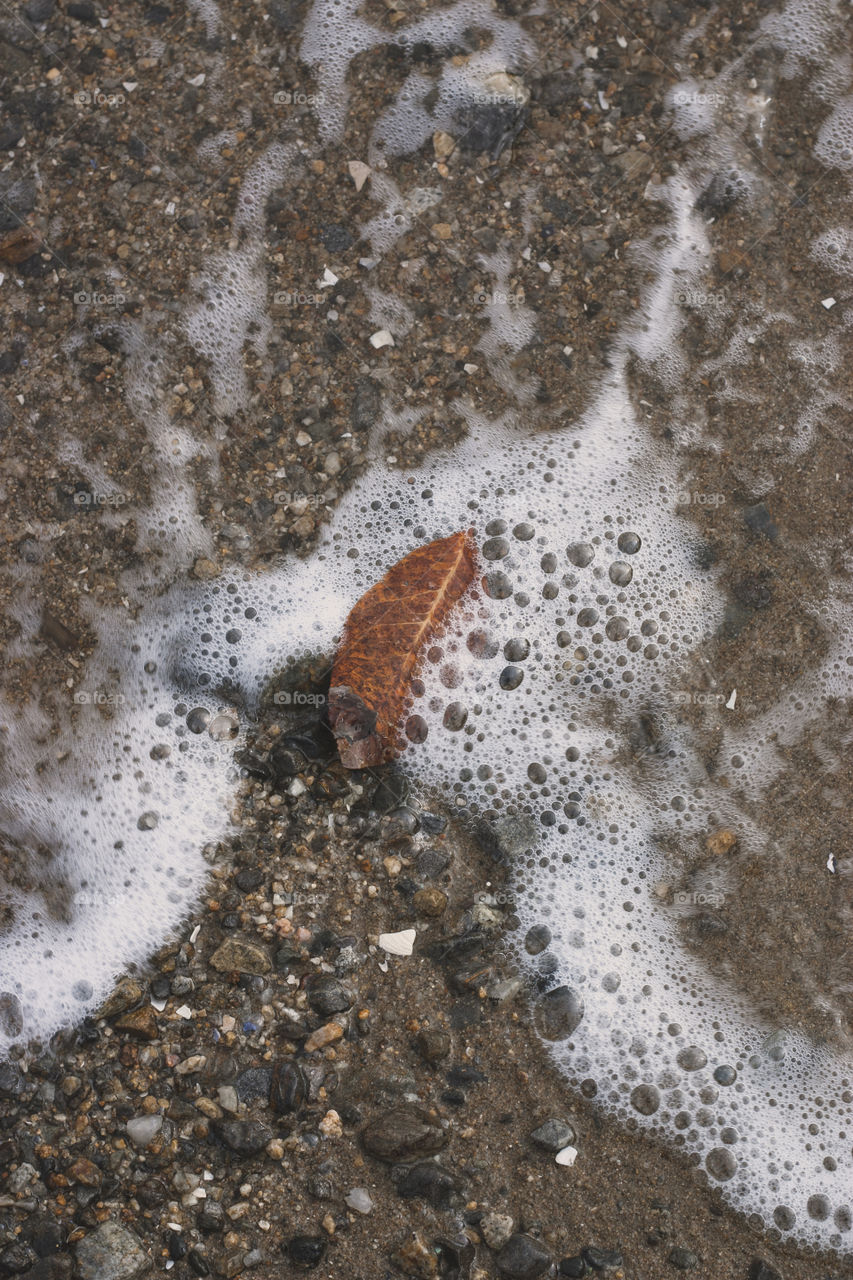 An autumn leaf being washed away on the shore at Tomales Bay State Park in Northern California.