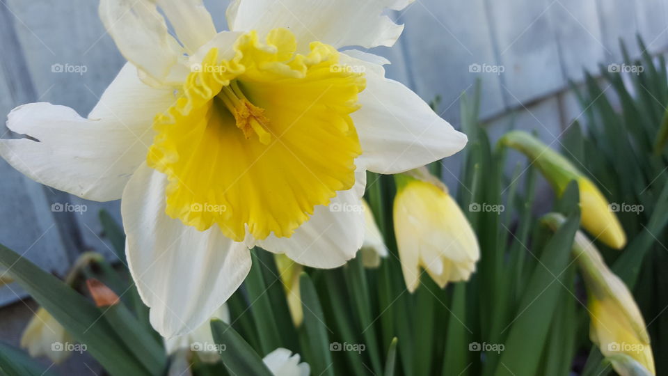 Daffodils growing by my old tool shed