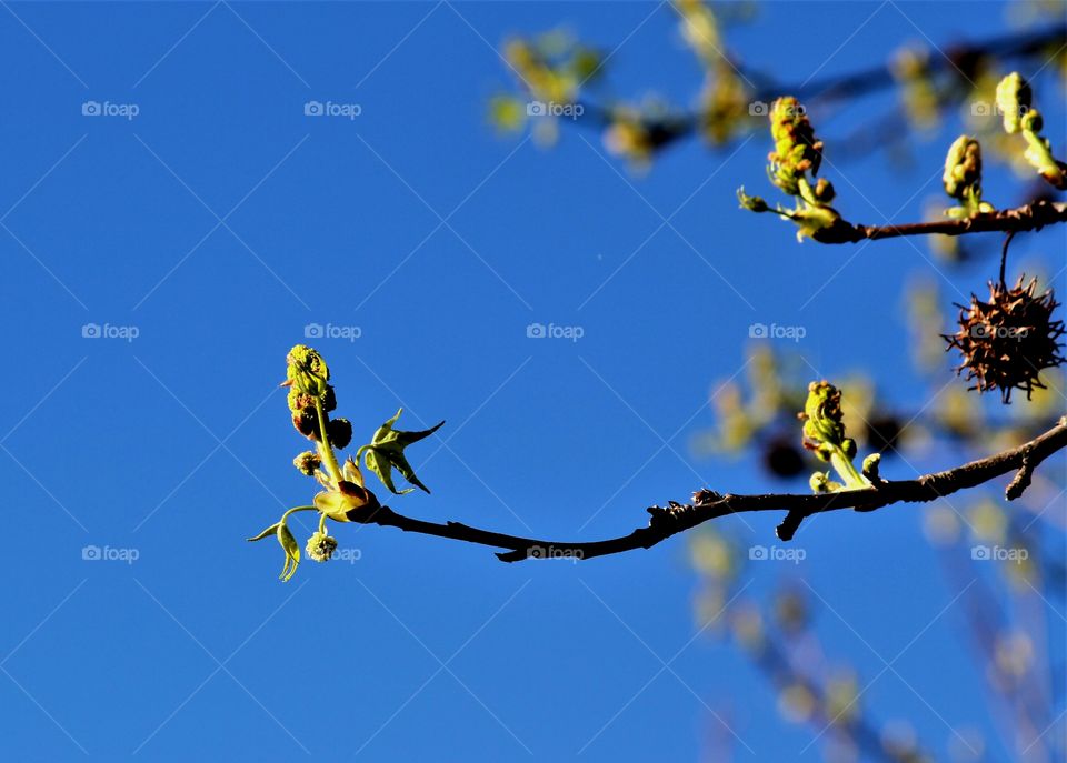 buds opening up.  blue skies.