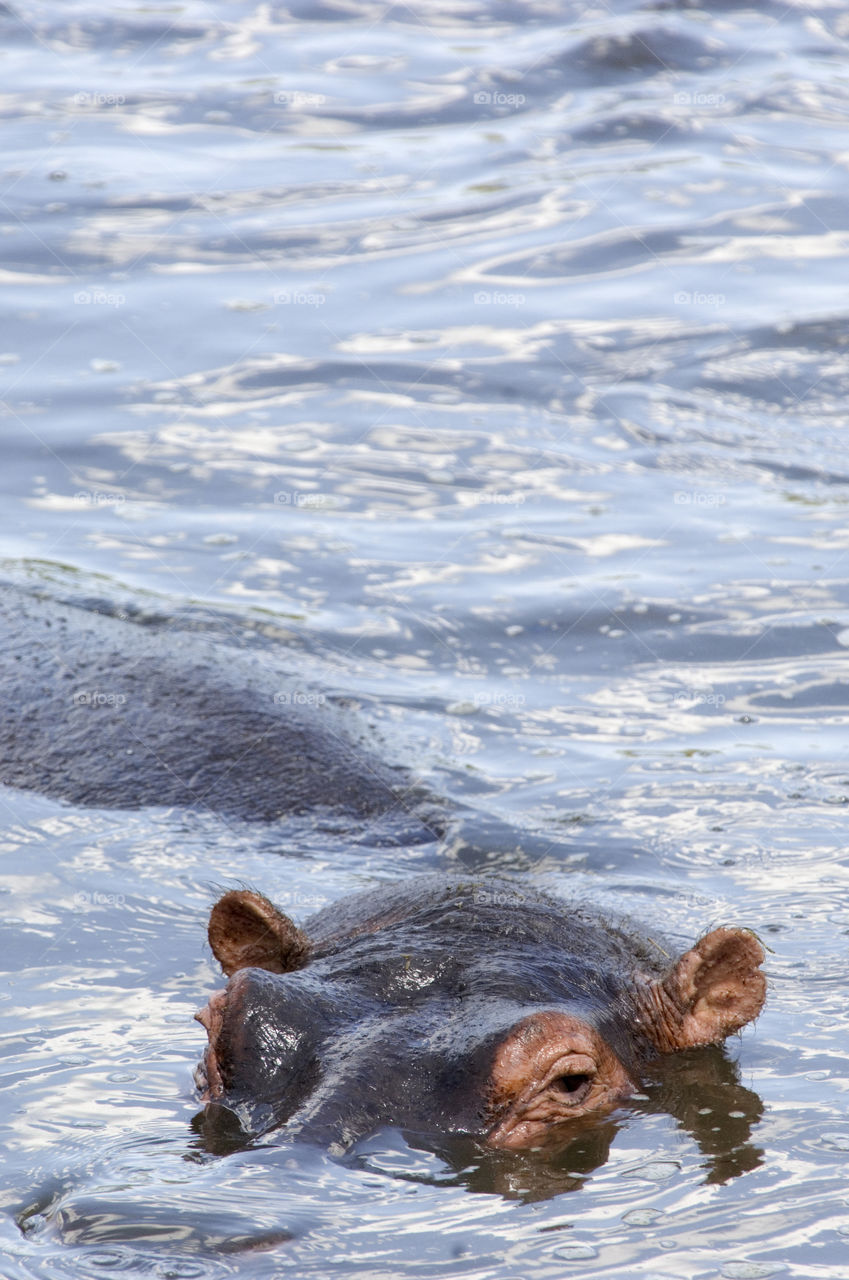 Hippos in the lake in africa.