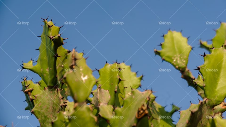 cactus 