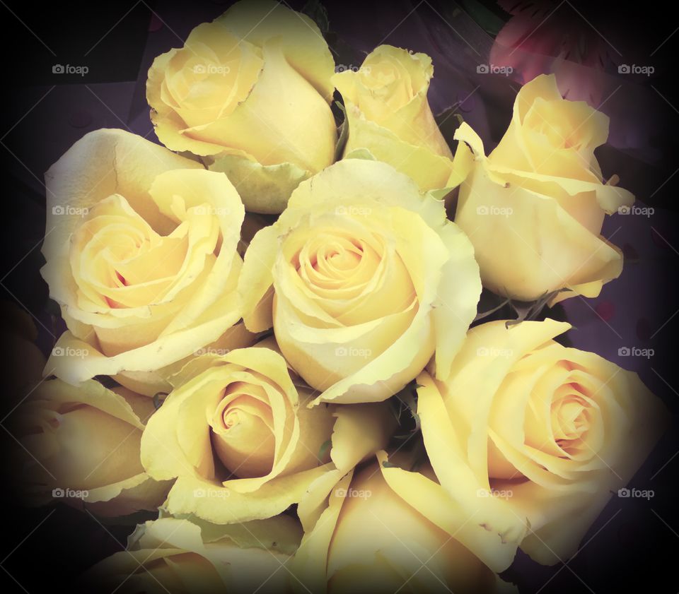 Pale yellow rose
