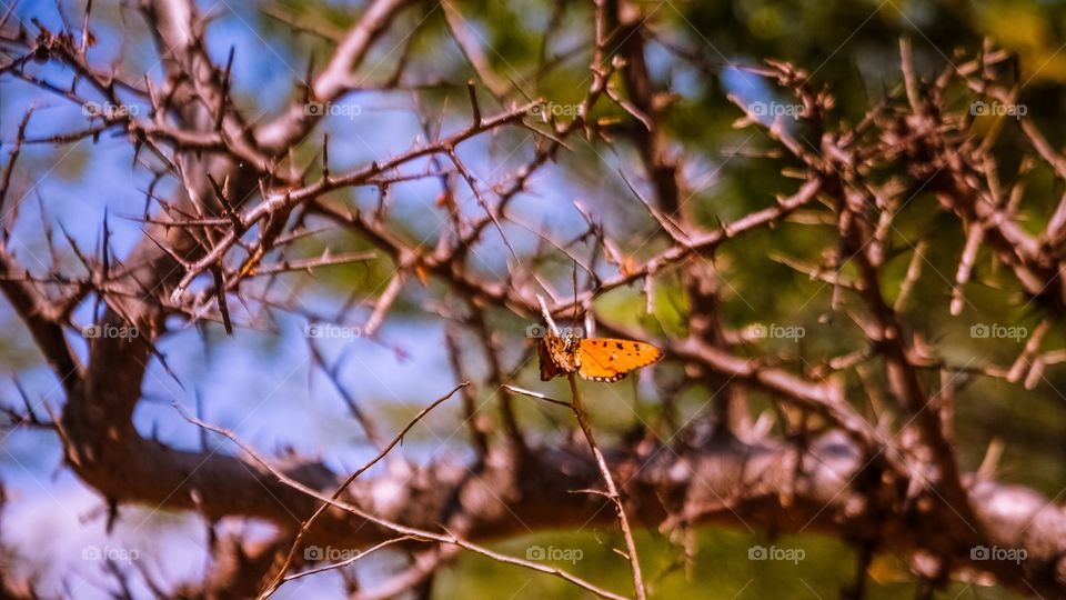 Butterfly on dry branch