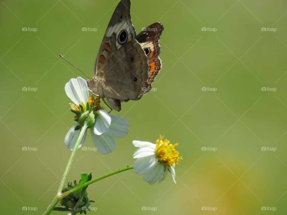 common buckeye