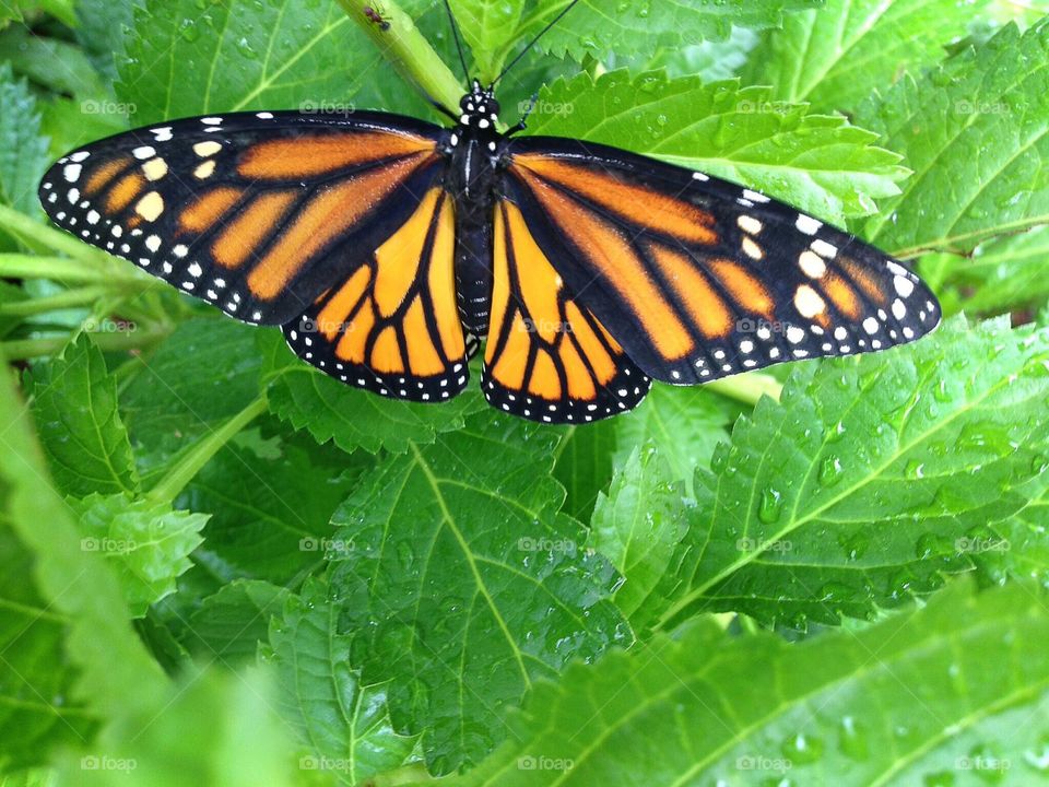 Monarch butterfly 