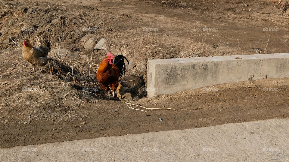 rural free-ranging chickens