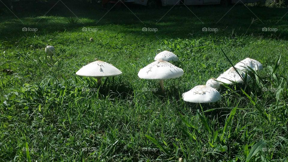 mushroom bloom after rain