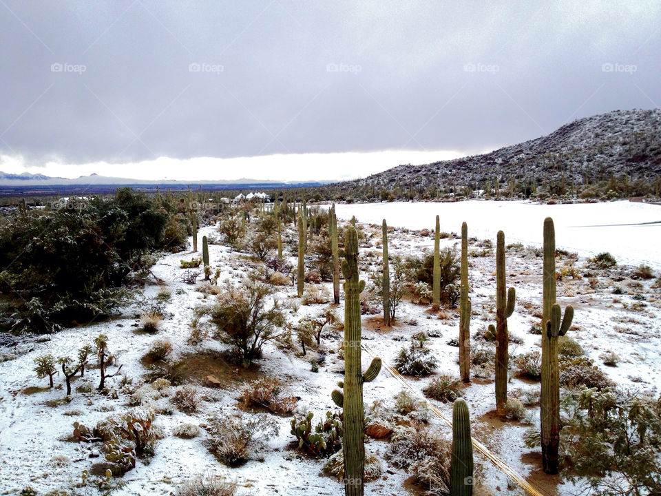 Snow in the Tucson desert