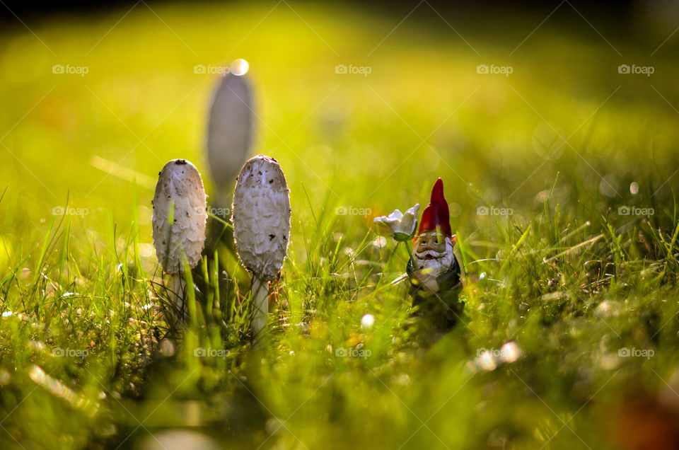 A fantasy picture of golden rays of sun shining on a mystical gnome and mushrooms. It has been one of the first days where the weather was warm enough to go outside and take this picture. The sun is waking the gnome up from a long winters sleep.