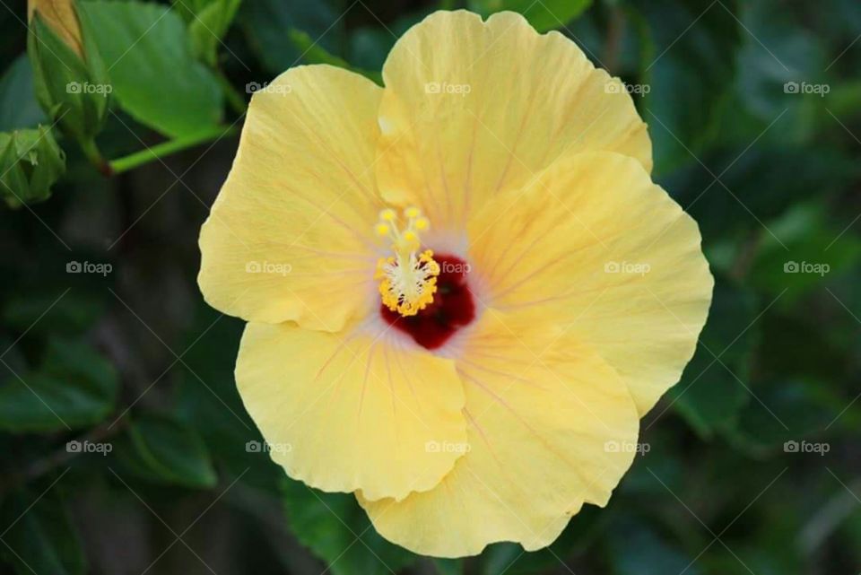 Yellow flower with a touch of red.