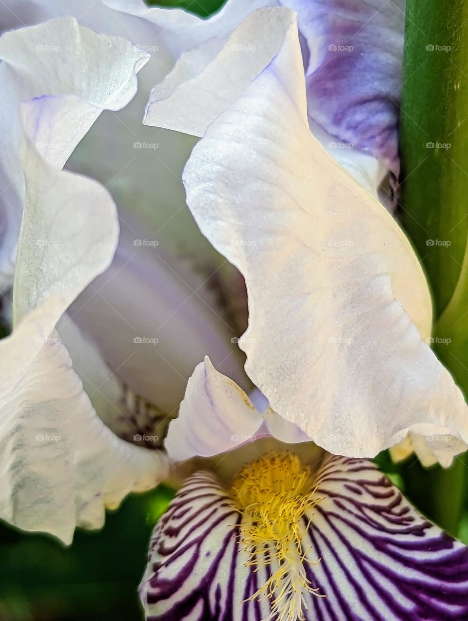 A blooming Iris