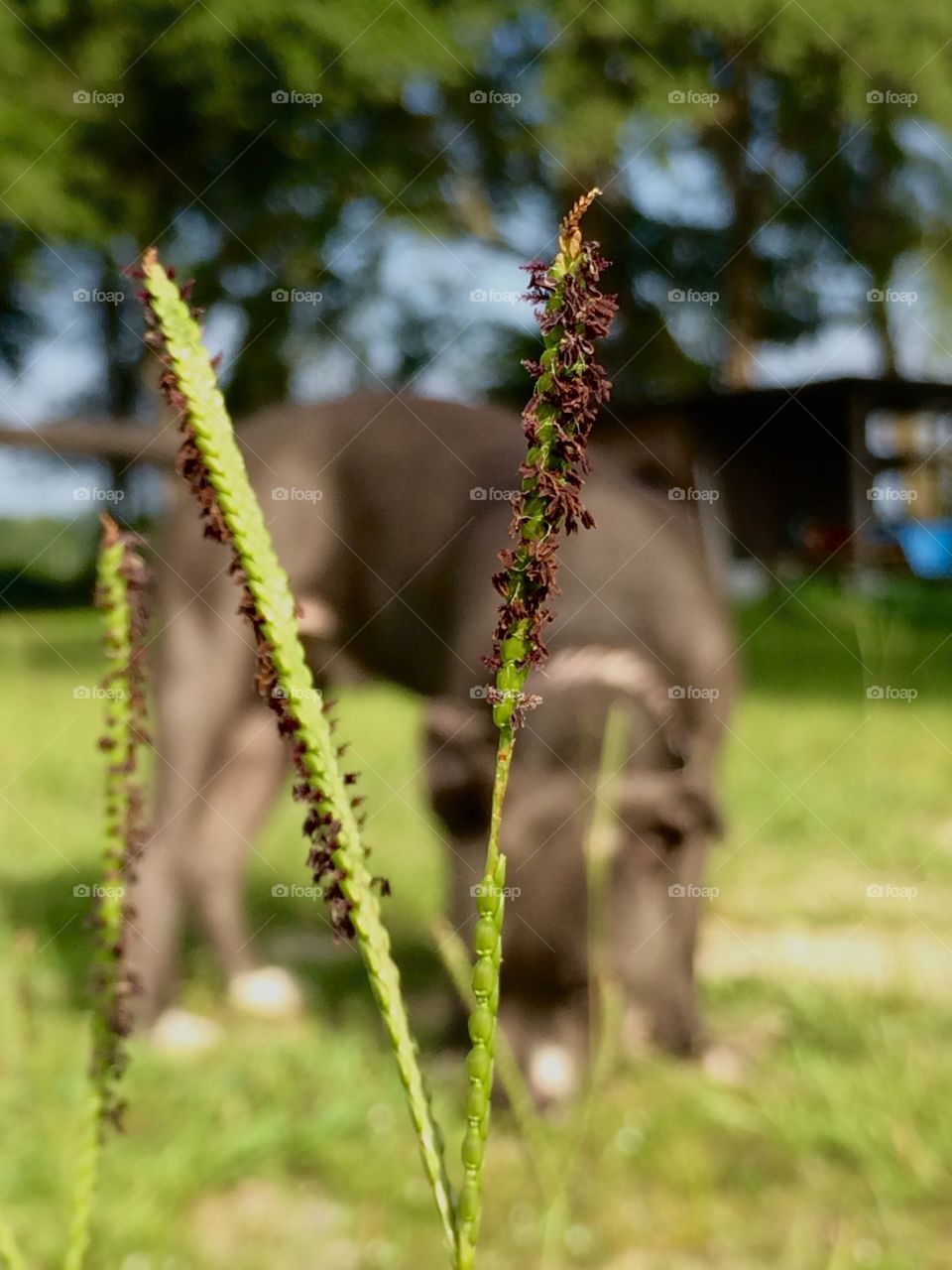 Time to cut the grass