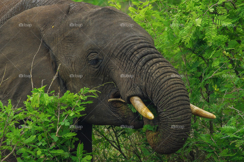 elephant South Africa