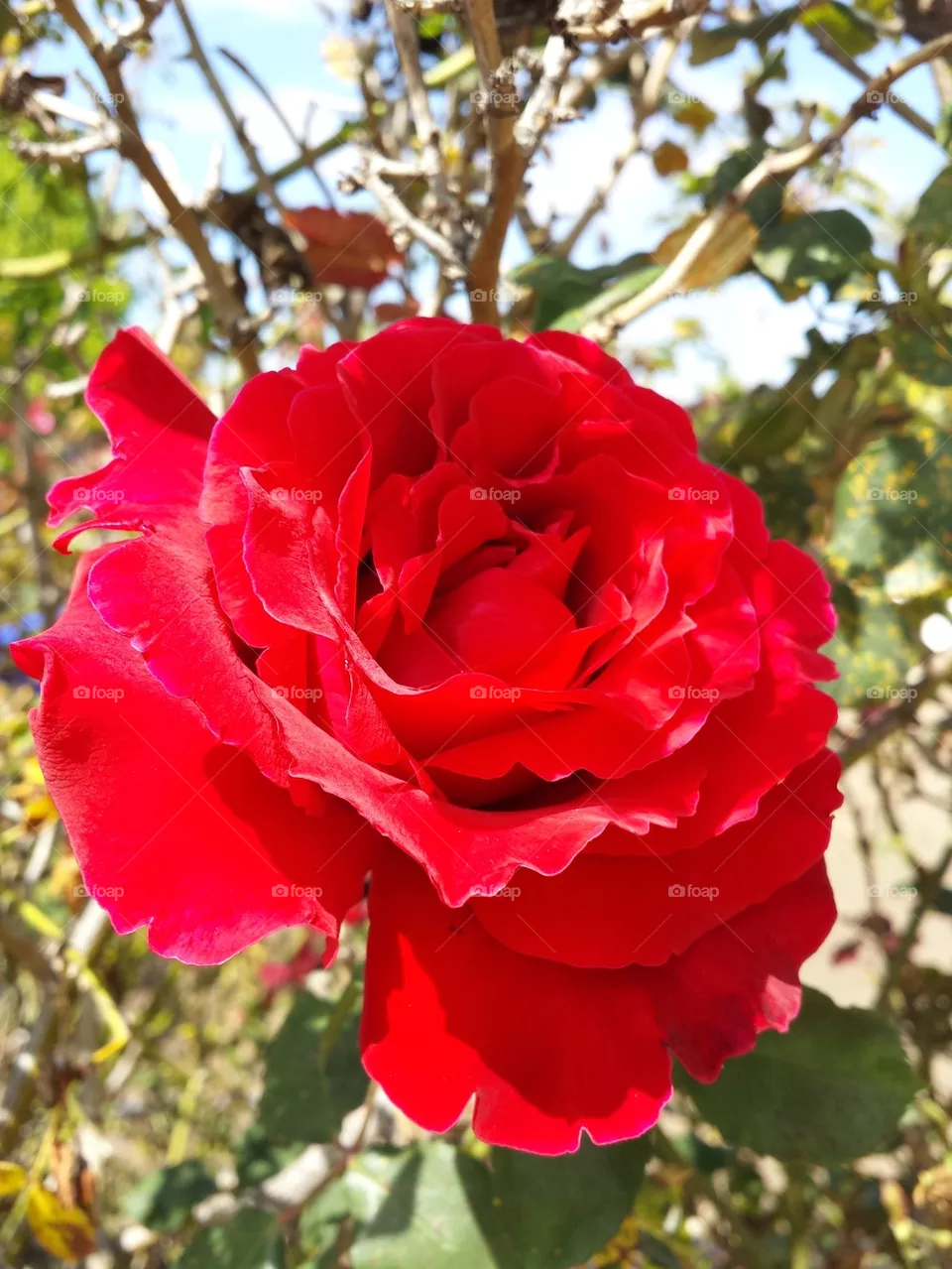 Red Rose