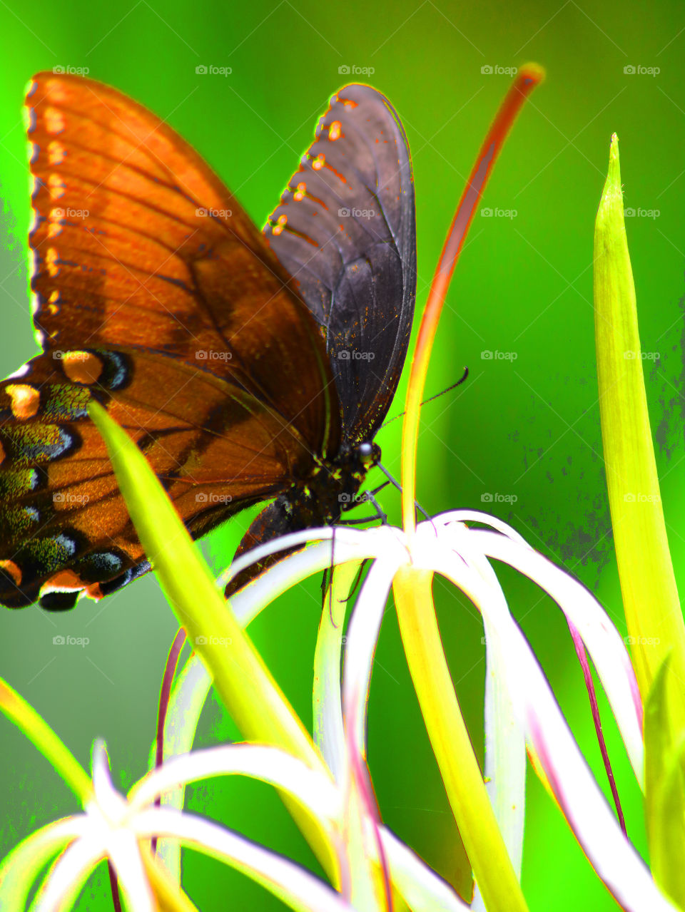 colorful butterfly on plant