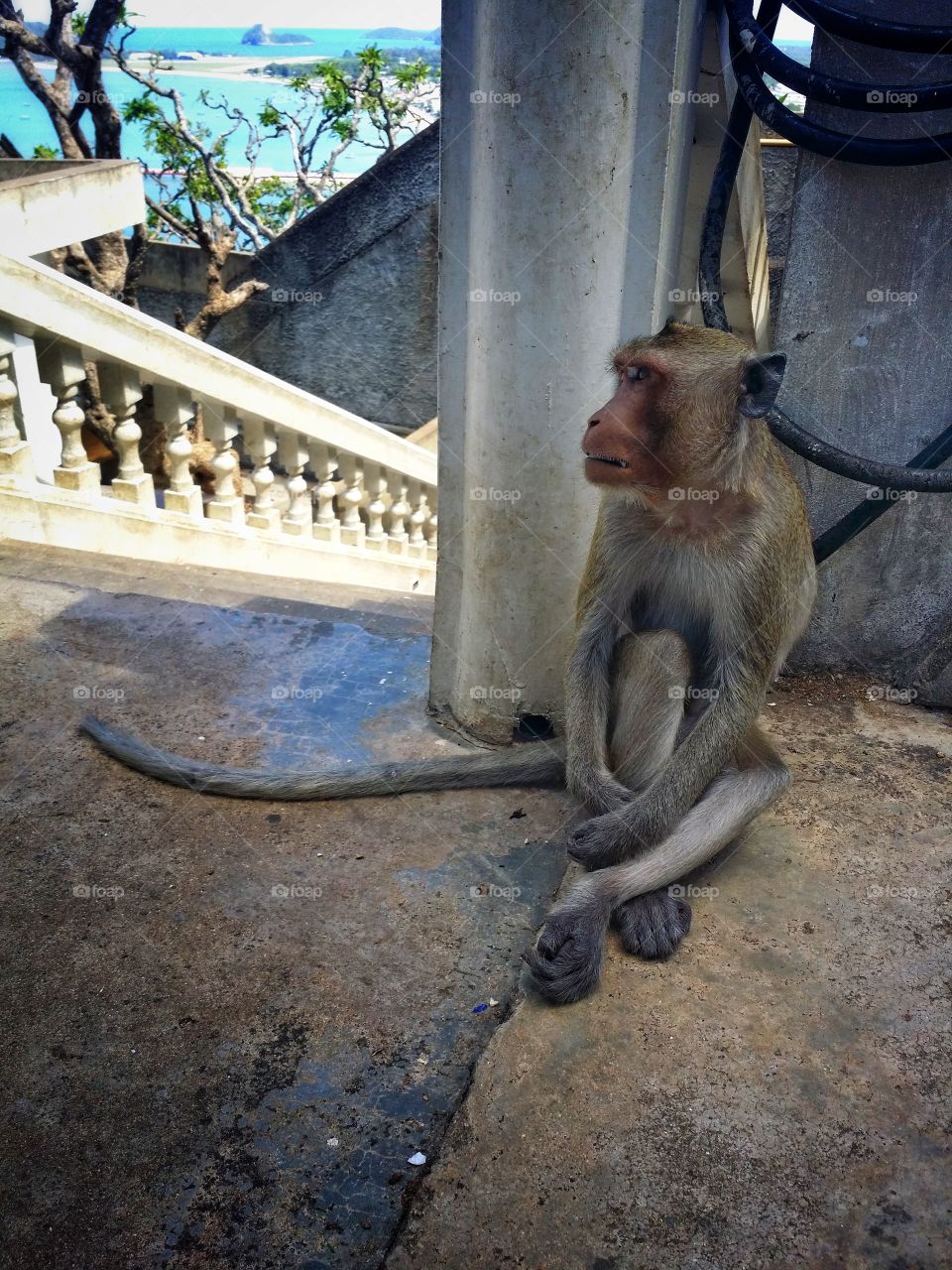 The monkey is sitting in summer.
