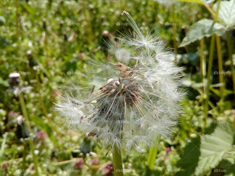 dandelion macro #2