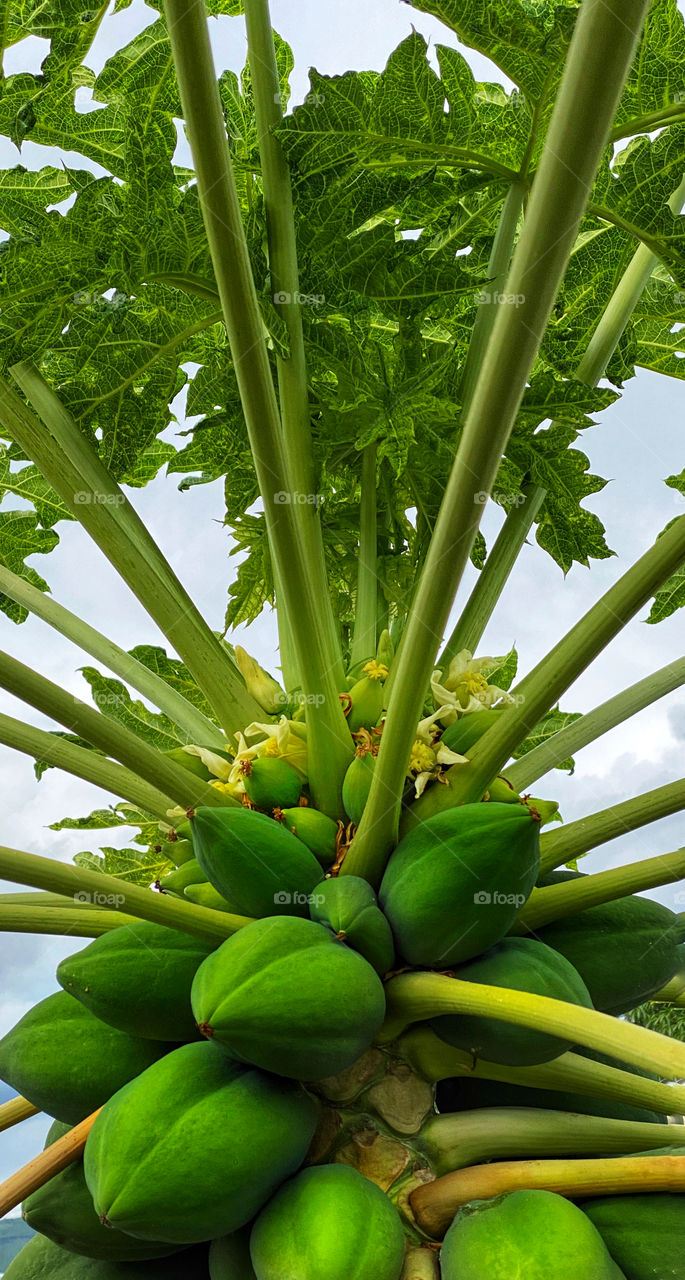 Papaya tree top with green papayas and papaya flowers