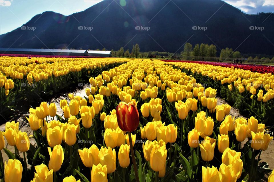 The bright in the beauty