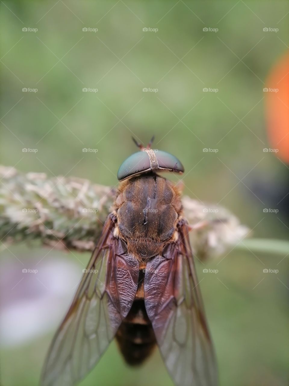 Insects, flies fly, fly eyes, faceted, Wings, fly top view, gadfly, macro shots, macro photos,