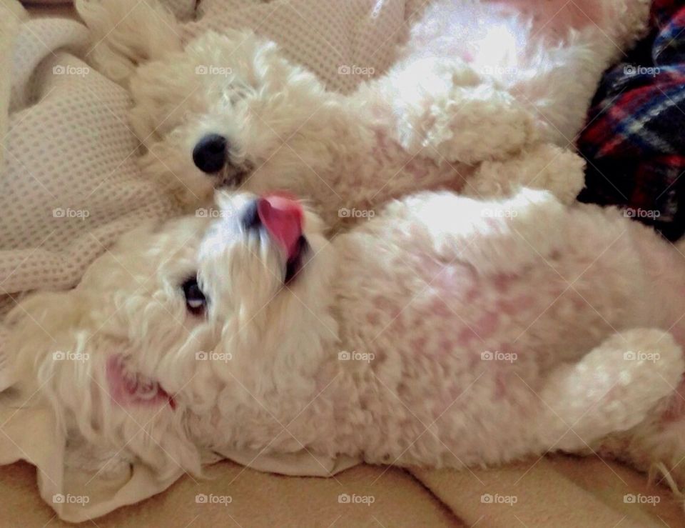 Animal enjoying life 