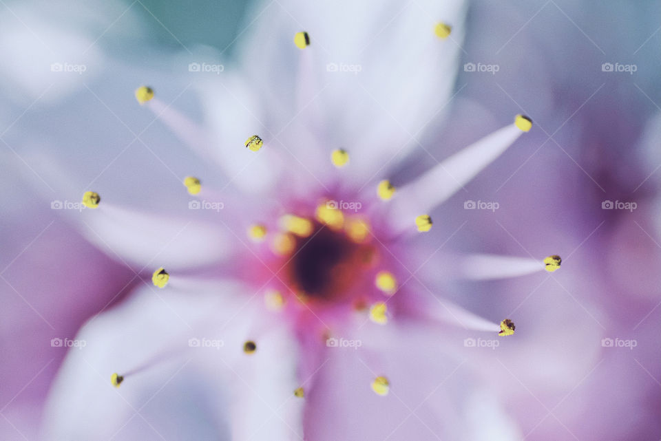 Stamens and pistils of a spring flower