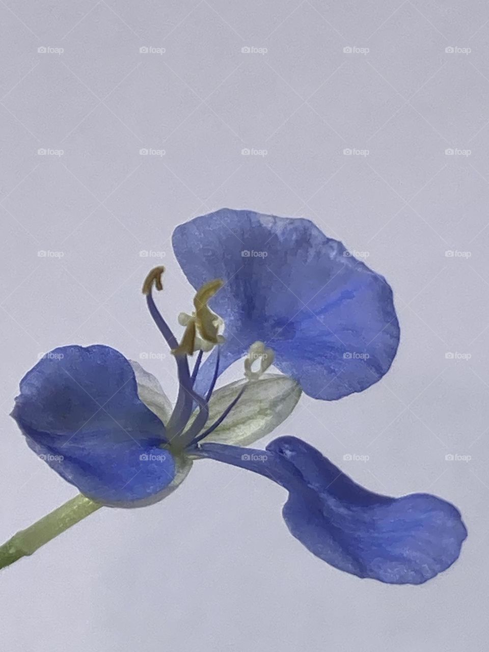 Flor azul isolada com cabinho verde. Estruturas reprodutivas evidentes. Fundo branco.