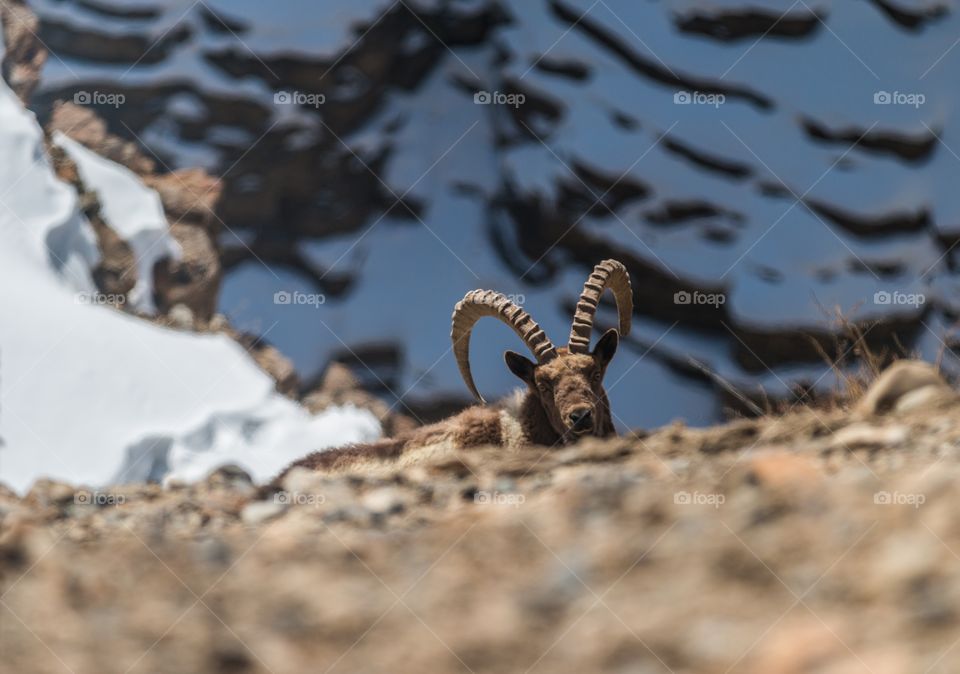 ibex in the winter land